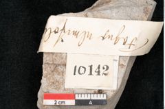 Foto (Objekt + Etikett) von Fagus ulmifolia Ettingshausen (NHMW-GEO-2024-0188-10142)